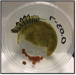Pyrethroid Exposure Reduces Growth and Development of Monarch Butterfly Caterpillars